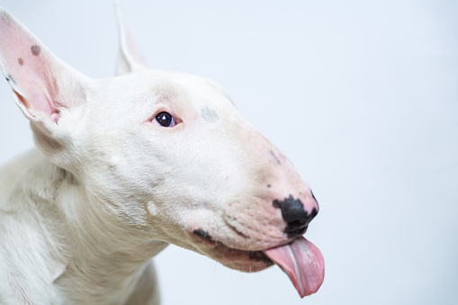 Portrait photo closeup of Hungry Bull terrier dog showing tongue