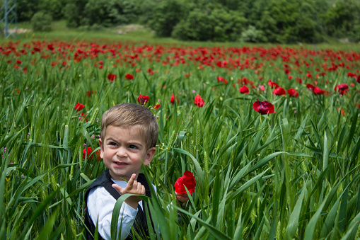 Two years old girl smelling a red poppy in a field full of wildflowers.