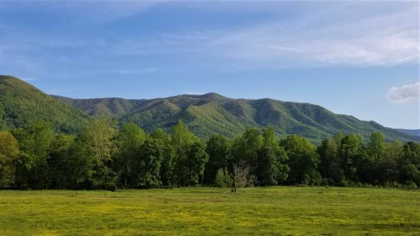 istock Colorful Afternoon Mountain Pasture in April 1 1146993700