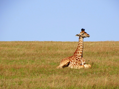 Giraffes of Kenya & Tanzania
