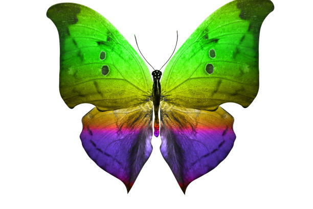 istock butterfly isolated on white. multicolor insect. tropical animal. template for design 1146996253