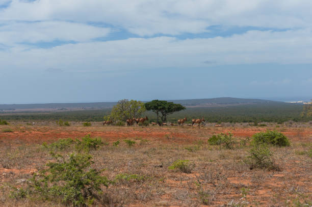 istock African landscape with herd of wild red hartebeest grazing 1146996322