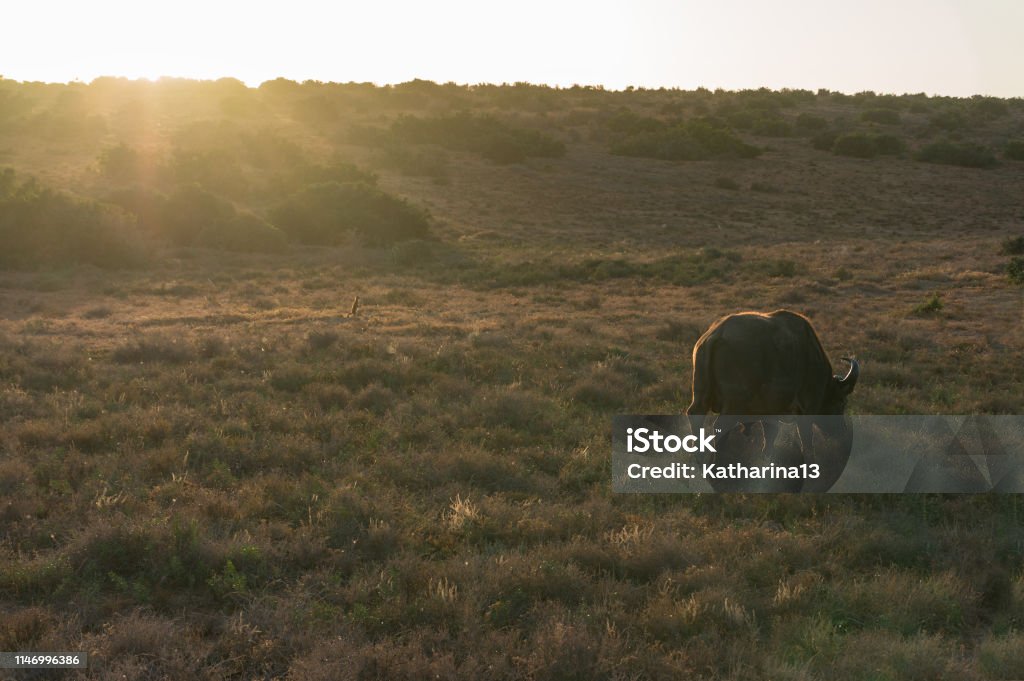 Buffle et petite mangouste bravant la savane sur le lever du soleil - Photo de Afrique libre de droits