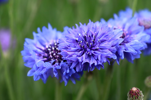Close up of a group of blue fall aster flowers in a Massachusetts garden.