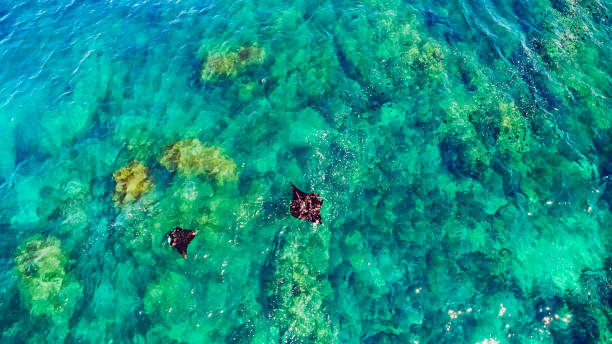 istock Ramp on the surface of water, Male,Bali 1147001068