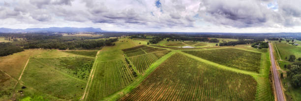 d hv winnica high pan chmury - vineyard hunter valley australia vine zdjęcia i obrazy z banku zdjęć