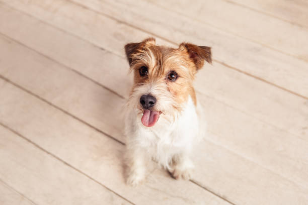 istock Small dog sitting near sofa at home 1147002241