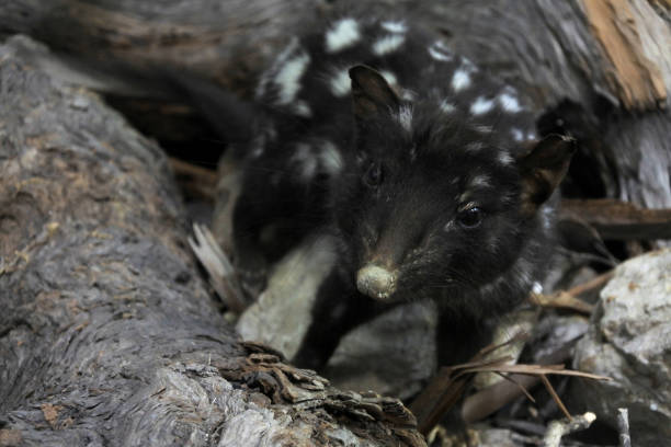 Spotted quoll animal Tasmania Australia Wild Spotted quoll  Animal in Tasmania Australia spotted quoll stock pictures, royalty-free photos & images
