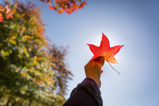 Red maple leaf kept in hand on a background of blue sky, colourful tree on the left of the hand, focus on the foreground