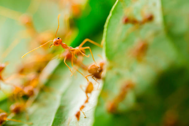 Macro shot of red ant in nature with selective focus