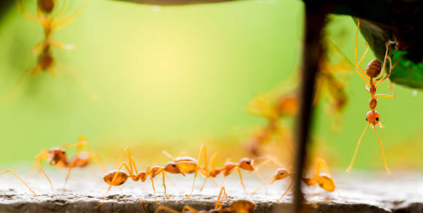 Macro shot of red ant in nature with selective focus