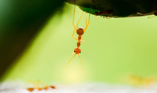 istock Macro shot of red ant in nature with selective focus 1147005257