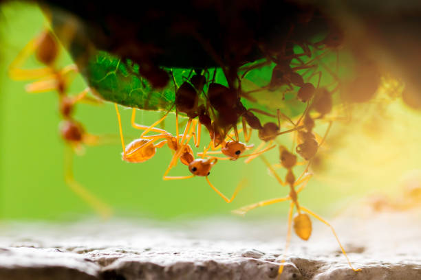 Macro shot of red ant in nature with selective focus