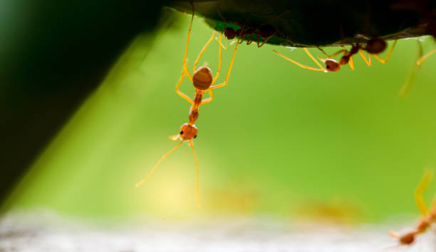 istock Macro shot of red ant in nature with selective focus 1147005270