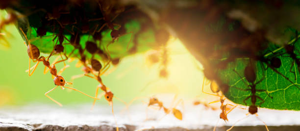 istock Macro shot of red ant in nature with selective focus 1147005275
