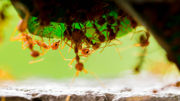 istock Macro shot of red ant in nature with selective focus 1147005276