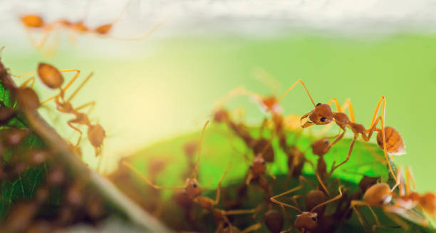 Macro shot of red ant in nature with selective focus
