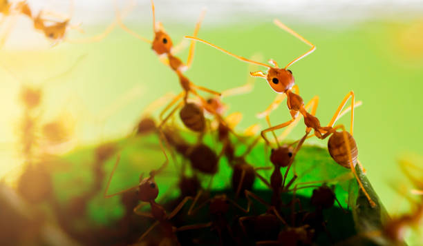 istock Macro shot of red ant in nature with selective focus 1147005282