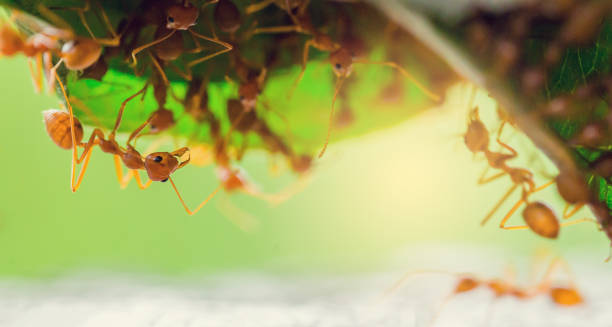 istock Macro shot of red ant in nature with selective focus 1147005286