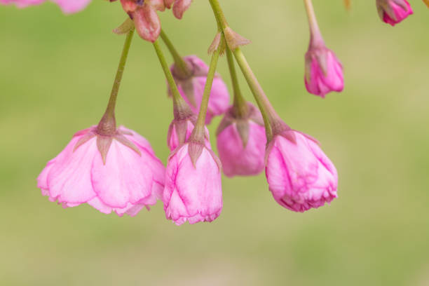 flora,springtime,cherry,blossom,white,background,sakura,nature,spring,flower,isolated,sky,branch,blossoms,japanese,tree,natural,beautiful,aroma,blooming,oriental,pink,season,japan,closeup,green,macro,soft,design,day,illustration,botany,bloom,petal,freshness,heart,floral,fresh,garden,beauty,focus,color,art,decoration,symbol,plant,blossoming