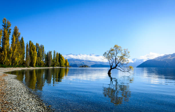 jezioro wanaka - new zealand forest landscape mountain zdjęcia i obrazy z banku zdjęć