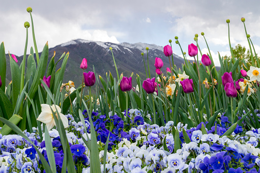 This garden shows beautiful and colorful flowers growing in a formal garden in Payson, Utah.  This picture was taken at the beginning of May at the peak of the spring growing season.