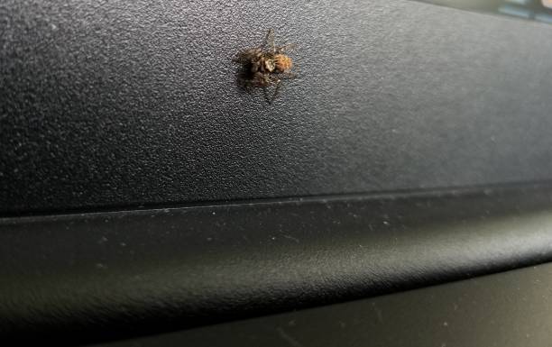 istock Tiny jumping spider hanging on edge of laptop computer screen 1147010901