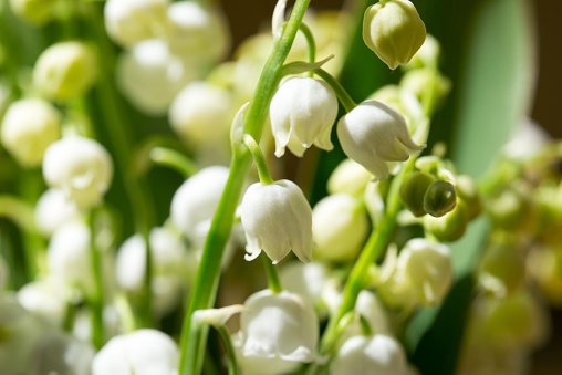Lirio del valle, Convallaria majalis flowersn blanco en racimo macro photo