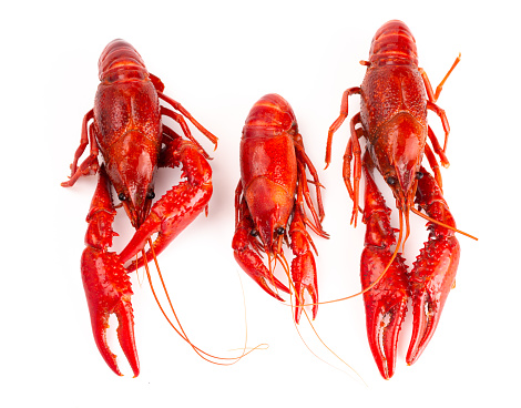 Cooked Red Crawfish Isolated on a White Background