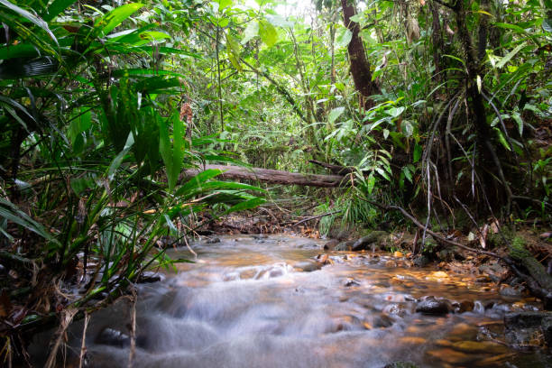 istock Small rainforest river with moving water and lush green foliage 1147012154