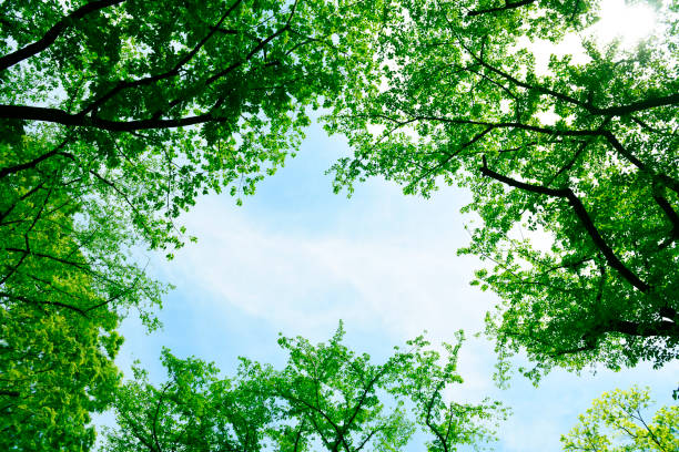 istock Looking up at natural frame of treetops. 1147013899