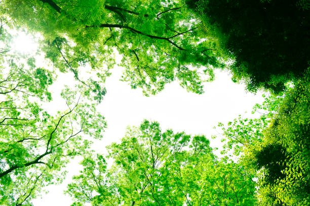 istock Looking up at natural frame of treetops. 1147013910