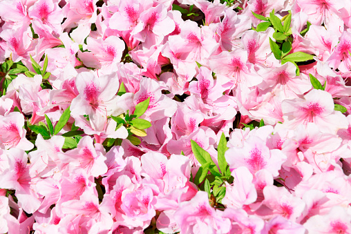 Beautiful azalea flowers close-up