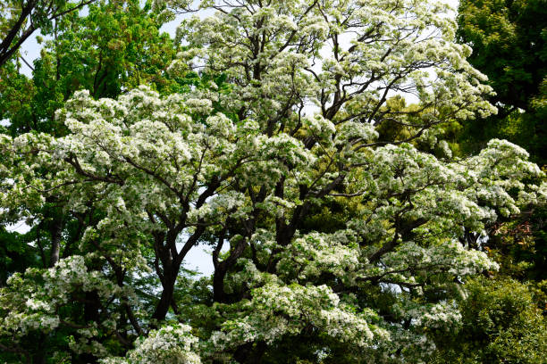 istock Chinese fringetree in full bloom 1147014011