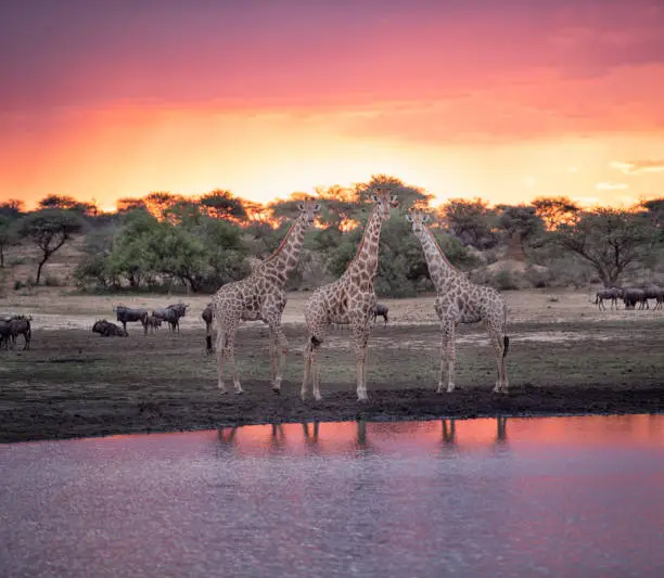 Giraffes at the Waterhole in Wildlife at Sunset, Namibia, Africa. Nikon D850. Converted from RAW.