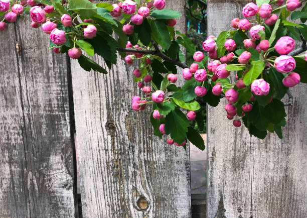 Pink Blossoms Hang Against Distressed Wood Fence