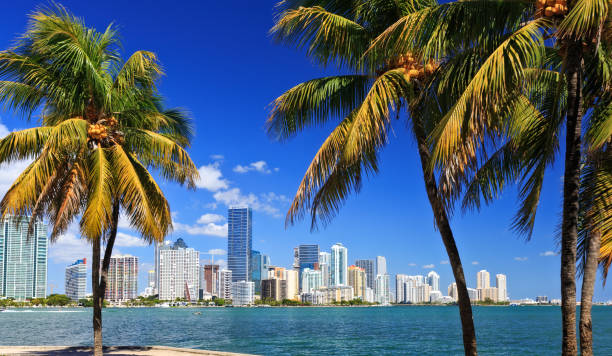 miami skyline con palmeras - miami fotografías e imágenes de stock