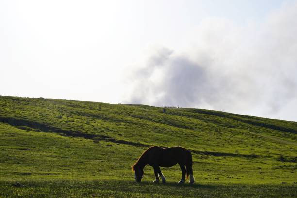 A view of Mt. Aso that spits smoke