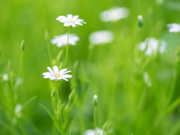 istock White flower in the forest. 1147019535