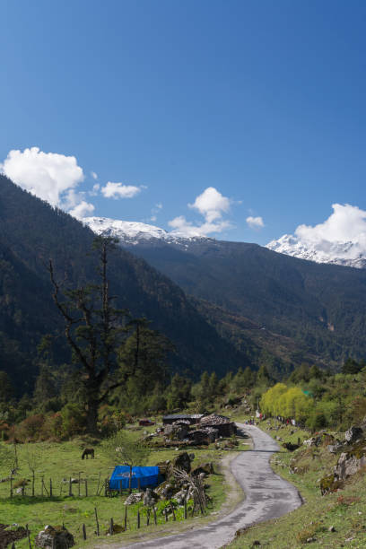 camino a la aldea de lachung cerca del valle de yumthang, sikkim, india - sikkim fotografías e imágenes de stock