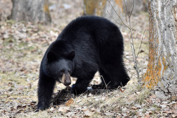 Black bear prowling for food stock photo