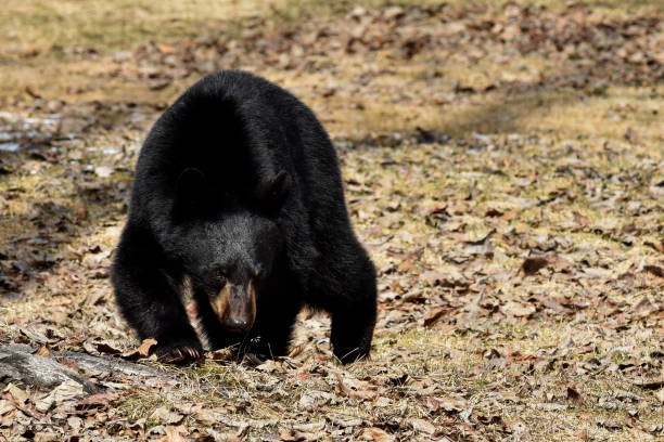 istock Black bear prowling for food 1147021516