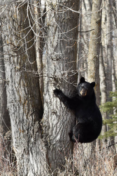 istock Black bear prowling for food 1147021520