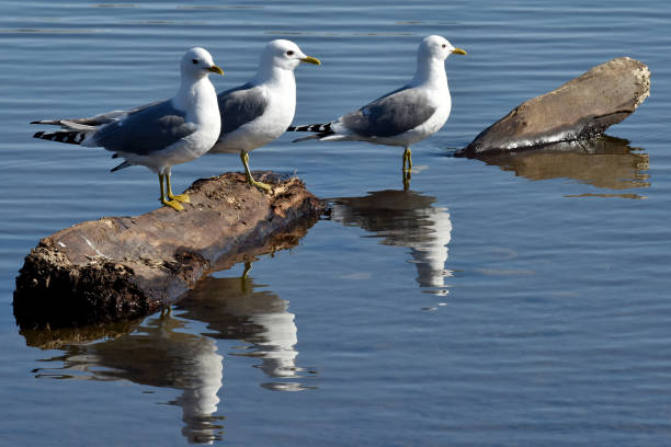 Gulls on a log stock photo