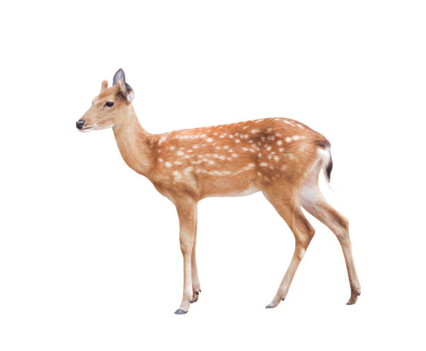 istock Small dear standing isolated on white background with clipping path 1147022397