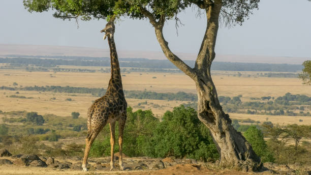 colpo grandangolare di una giraffa raggiungendo fino a mangiare foglie in masai mara - masai giraffe foto e immagini stock