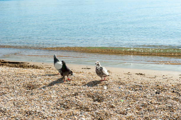 istock Pigeon on the beach 1147024667