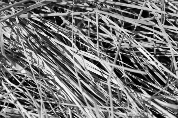istock Dry grass close up. Natural background black and white 1147025473