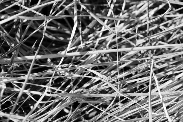 istock Dry grass close up. Natural background black and white 1147025474