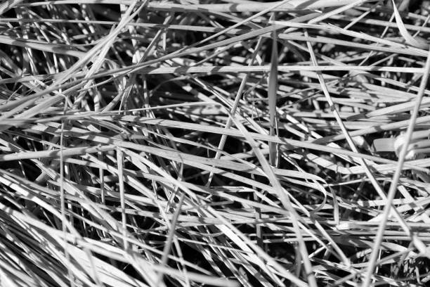 istock Dry grass close up. Natural background black and white 1147025480